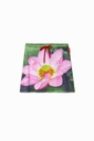 FAL_LOTO-TYLER 4093 VERDE AMAZONA
